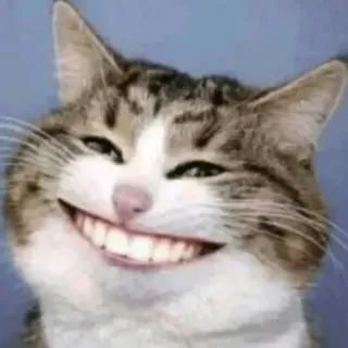 😁 cat, smile, animal, funny, teeth telegram sticker