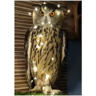 🎄 owl, bird, fairy lights, led lights, nature, night, animal, wildlife telegram sticker