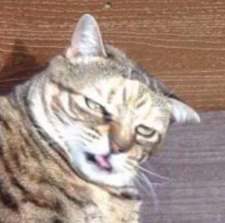 🐱 chat, animal, mème, drôle, mignon, animal de compagnie, fantaisiste telegram sticker