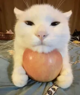 🍎 Beluga Beluga YouTube Channel telegram sticker