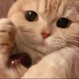 🍒 Katze, Kätzchen, süß, Tier, Haustier, Kirsche telegram sticker