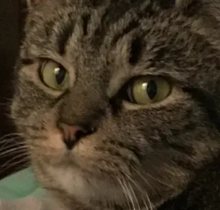 😑 cat, tabby cat, pet, animal, feline, domestic animal telegram sticker