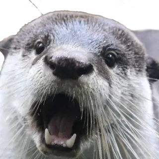 😧 выдра, животное, млекопитающее, милый, дикая природа, природа telegram sticker