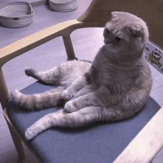 🤍 chat, animal, animal de compagnie, chaise, mignon, chat domestique, scottish fold telegram sticker