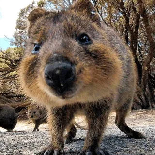🙃 Quokka, torbacz, zwierzę, słodki, dzika przyroda, australia telegram sticker