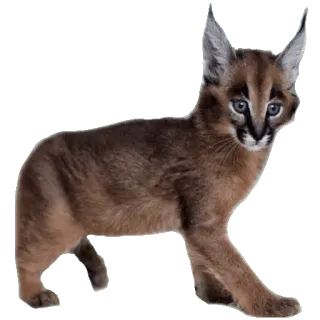 🙃 каракал, кошка, животное, дикая природа, кошачий, пустынный кот telegram sticker