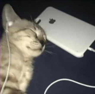 🎧 cat, music, phone, earphones, animal, pet telegram sticker