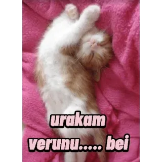 😂 urakam verunu..... bei cat, kitten, sleeping, cute, animal telegram sticker