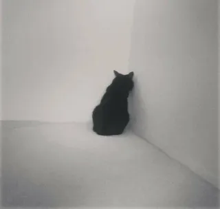 😞 chat, chat noir, coin, mur, triste, animal whatsapp sticker
