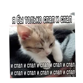 🐱 я бы только спал и спал
и спал и спал и спал и спал и спал
и спал и спал и спал и спал и спал 고양이, 잠, 피곤한, 새끼고양이, 동물, 귀여운 telegram sticker
