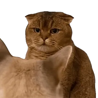 😡 cat, animal, pet, cute, meme, funny, furry whatsapp sticker
