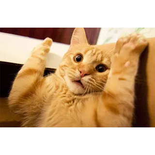 😱 gato, gato atigrado naranja, mascota, animal, gato doméstico telegram sticker