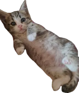 😼 anak kucing, kucing, lucu, hewan, peliharaan, domestik, kucing whatsapp sticker