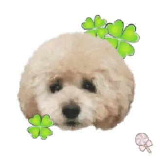 🐶 собака, удача, клевер, щенок, милый telegram sticker