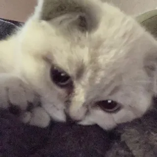 🙂 猫, 子猫, 動物, ペット, かわいい telegram sticker