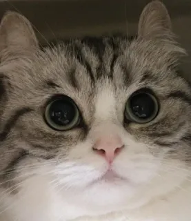 🥺 cat, cute, big eyes, animal, pet, fluffy whatsapp sticker