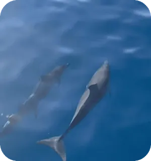 🌟 delfín, mar, océano, animales, vida marina whatsapp sticker