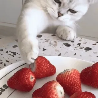 🐾 Katze, Erdbeere, Obst, Kätzchen, Tier, Haustier, süß telegram sticker