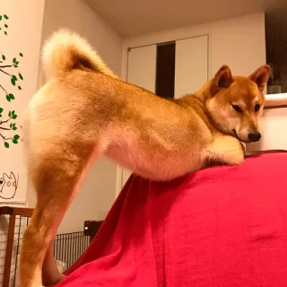 🔥 dog, animal, shiba inu, pet, cute, domestic animal telegram sticker