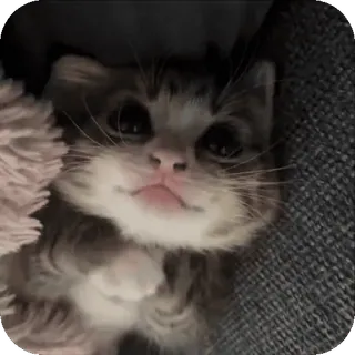 ❤ kucing, anak kucing, lucu, hewan, peliharaan telegram sticker