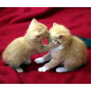 💋 gatos, gatitos, lindos, animales, jugando telegram sticker