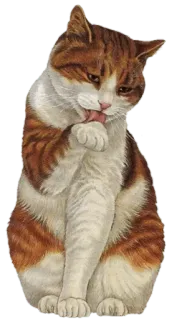 🐈 แมว, เลีย, ดูแล, สัตว์เลี้ยง, สัตว์ telegram sticker