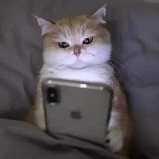 🧐 chat, téléphone, animal, animal de compagnie, mignon telegram sticker