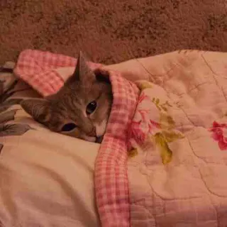 😴 gatto, coperta, animale, animale domestico, accogliente, carino whatsapp sticker