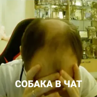 🐶 СОБАКА В ЧАТ telegram sticker