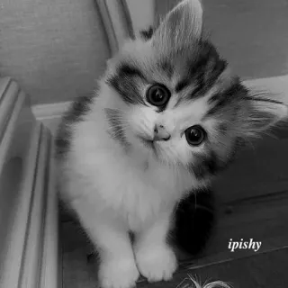 🕸 ipishy 猫, 小猫, 动物, 可爱, 宠物, 家养, 黑白 telegram sticker