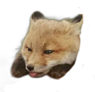 😩 fox, animal, cute, tongue, mammal, wildlife telegram sticker