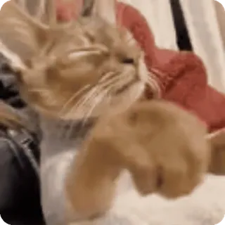🚪 gato, animal, fofo, engraçado, animal de estimação, animal doméstico, felino telegram sticker