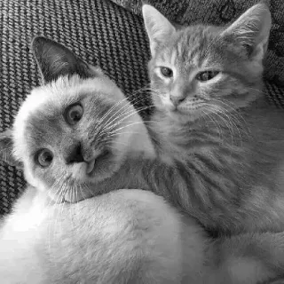 🖇 cats, kittens, animals, pets, cute, funny, domestic animals telegram sticker