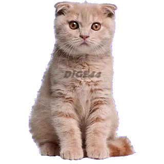 ⁉️ DIGE44 chat, chaton, animal de compagnie, animal, mignon, scottish fold whatsapp sticker