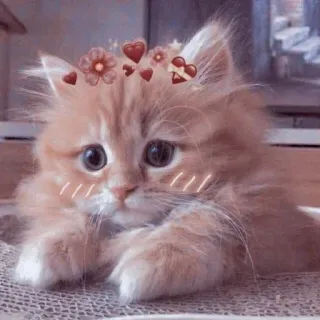 😂 猫, 子猫, 可愛い, 動物, ペット, ふわふわ, かわいい whatsapp sticker