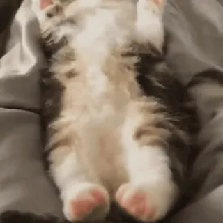 😽 котёнок, кошка, милый, очаровательный, животное, питомец, спящий whatsapp sticker