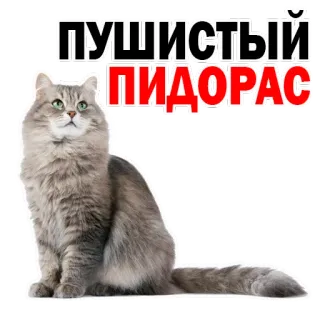 😂 ПУШИСТЫЙ ПИДОРАС gato, adesivo, ofensivo, russo, fofo, animal whatsapp sticker