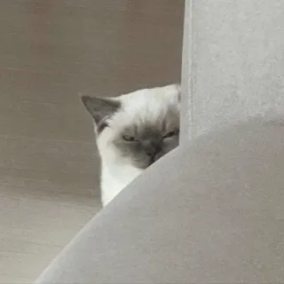🕯 cat, animal, cute, pet, funny, meme whatsapp sticker