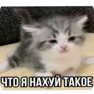 🤔 ЧТО Я НАХУЙ ТАКОЕ cat, kitten, russian, meme, funny, animal telegram sticker