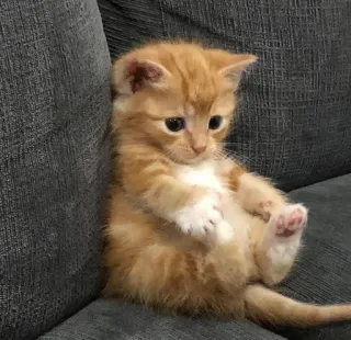 😔 kätzchen, katze, haustier, tier, orange, süß, hauskatze telegram sticker