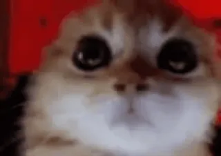 😡 cat whatsapp sticker