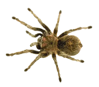 🕷 spin, spinachtige, vogelspin, dier, insect, natuur telegram sticker