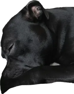😔 dog, animal, pet, black dog, sleeping dog, canine whatsapp sticker