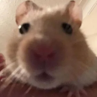 😳 hamster, animal, cute, rodent, pet telegram sticker