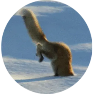 🦊 squirrel, winter, snow, animal telegram sticker