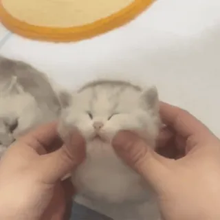 🤡 cat, kitten, cute, pet, animal, domestic, happy whatsapp sticker