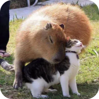 👐 capibara, gatto, animali, amicizia, animale domestico, roditore, mammifero telegram sticker
