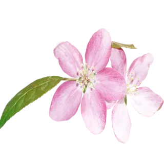 🌹 flor, rosa, flor, natureza, primavera telegram sticker