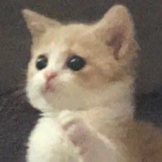 🥺 chat, chaton, animal, animal de compagnie, mignon, triste, pensif telegram sticker