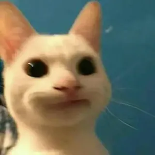 😐 кот, животное, мем, смешной, pop cat telegram sticker